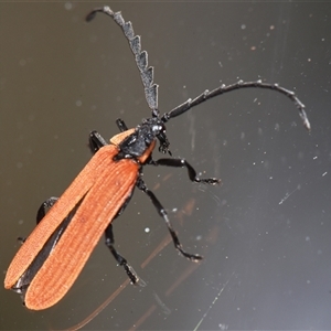 Porrostoma rhipidium at Sheldon, QLD - 27 Sep 2024