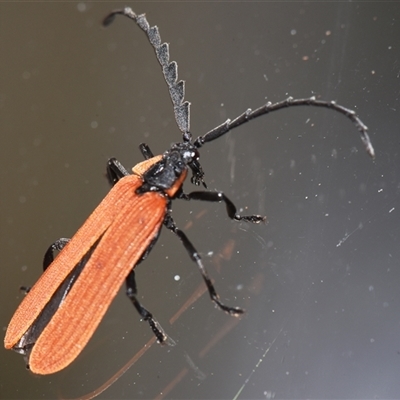 Porrostoma rhipidium (Long-nosed Lycid (Net-winged) beetle) at Sheldon, QLD - 27 Sep 2024 by PJH123