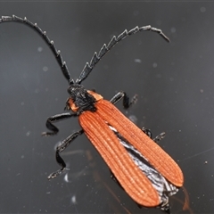 Porrostoma rhipidium at Sheldon, QLD - 27 Sep 2024