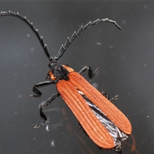 Porrostoma rhipidium at Sheldon, QLD - 27 Sep 2024