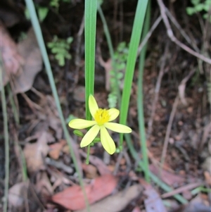 Tricoryne anceps at Bloomfield, QLD - 12 Feb 2023