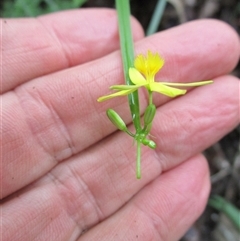 Tricoryne anceps at Bloomfield, QLD - 12 Feb 2023