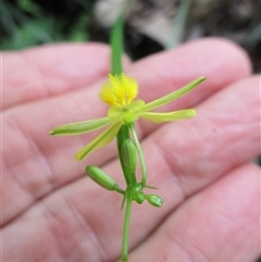 Tricoryne anceps at Bloomfield, QLD - 12 Feb 2023 11:14 PM