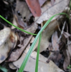 Tricoryne anceps at Bloomfield, QLD - 12 Feb 2023 11:14 PM