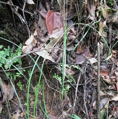 Tricoryne anceps at Bloomfield, QLD - 12 Feb 2023