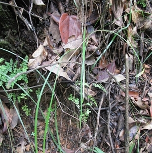 Tricoryne anceps at Bloomfield, QLD - 12 Feb 2023 11:14 PM