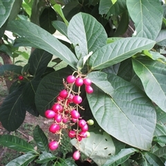 Gmelina dalrympleana at Mossman Gorge, QLD - 3 Mar 2015