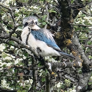 Todiramphus sanctus at Burradoo, NSW - suppressed