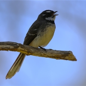 Rhipidura albiscapa at Fyshwick, ACT - 27 Sep 2024