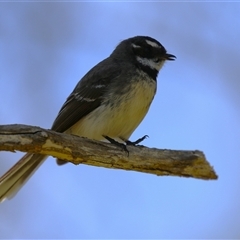 Rhipidura albiscapa at Fyshwick, ACT - 27 Sep 2024