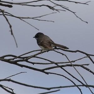 Rhipidura albiscapa at Fyshwick, ACT - 27 Sep 2024