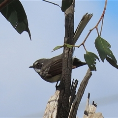 Rhipidura albiscapa at Fyshwick, ACT - 27 Sep 2024