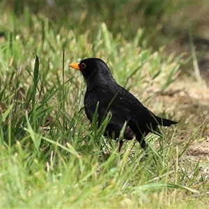 Turdus merula at Fyshwick, ACT - 27 Sep 2024 01:12 PM