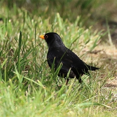 Turdus merula (Eurasian Blackbird) at Fyshwick, ACT - 27 Sep 2024 by RodDeb