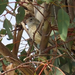 Pachycephala rufiventris (Rufous Whistler) at Fyshwick, ACT - 27 Sep 2024 by RodDeb