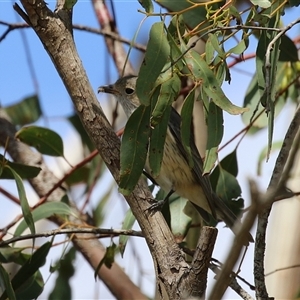 Pachycephala rufiventris at Fyshwick, ACT - 27 Sep 2024