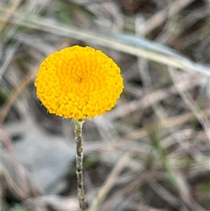 Leptorhynchos squamatus at Kenny, ACT - 26 Sep 2024