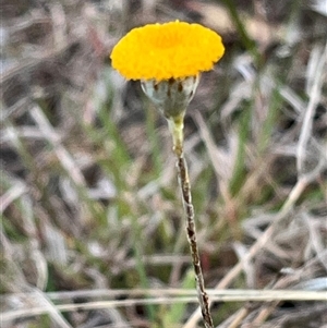 Leptorhynchos squamatus at Kenny, ACT - 26 Sep 2024