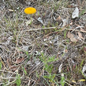 Leptorhynchos squamatus at Kenny, ACT - 26 Sep 2024