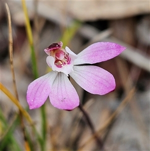 Caladenia fuscata at Bombay, NSW - suppressed