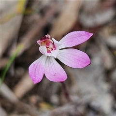 Caladenia fuscata at Bombay, NSW - suppressed