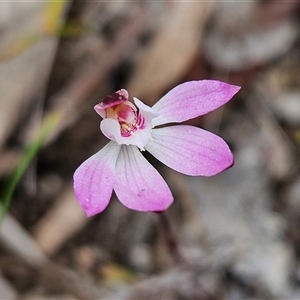 Caladenia fuscata at Bombay, NSW - suppressed