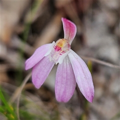 Caladenia fuscata at Bombay, NSW - suppressed