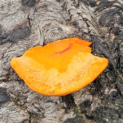 Trametes coccinea at Bombay, NSW - 27 Sep 2024 03:03 PM