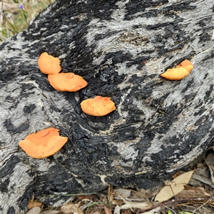 Trametes coccinea at Bombay, NSW - 27 Sep 2024