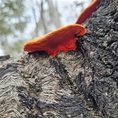 Trametes coccinea at Bombay, NSW - 27 Sep 2024