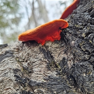 Trametes coccinea at Bombay, NSW - 27 Sep 2024