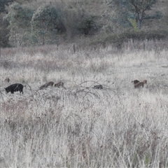 Sus scrofa (Feral Pig) at Kambah, ACT - 27 Sep 2024 by HelenCross