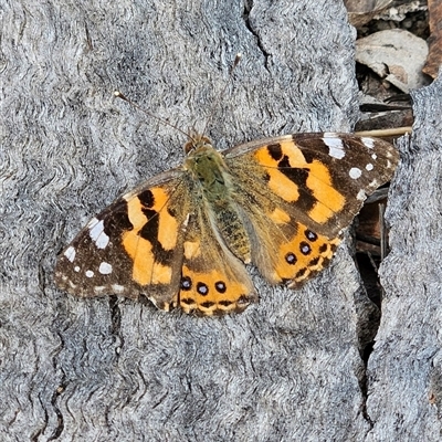 Vanessa kershawi (Australian Painted Lady) at Bombay, NSW - 27 Sep 2024 by MatthewFrawley