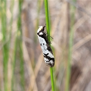 Philobota lysizona at Bombay, NSW - 27 Sep 2024