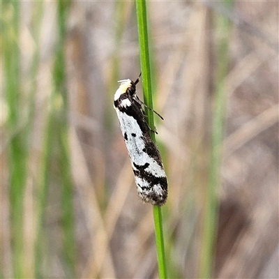 Philobota lysizona (A concealer moth) at Bombay, NSW - 27 Sep 2024 by MatthewFrawley