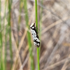 Philobota lysizona at Bombay, NSW - 27 Sep 2024