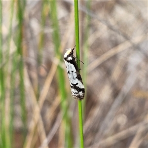 Philobota lysizona at Bombay, NSW - 27 Sep 2024