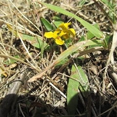 Goodenia humilis (swamp goodenia) at Black Rock, VIC - 15 Dec 2016 by JasonPStewartNMsnc2016