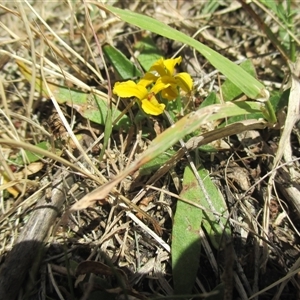 Goodenia humilis at Black Rock, VIC - 15 Dec 2016