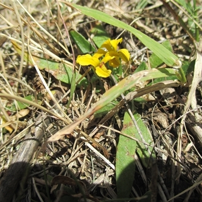 Goodenia humilis (Swamp Goodenia) at Black Rock, VIC - 15 Dec 2016 by Jase