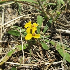 Goodenia humilis at Black Rock, VIC - 15 Dec 2016