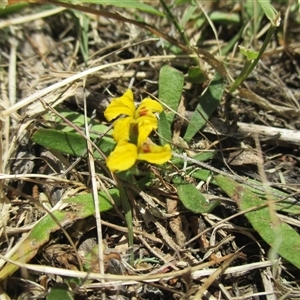 Goodenia humilis at Black Rock, VIC - 15 Dec 2016