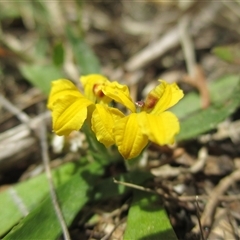 Goodenia humilis at Black Rock, VIC - 15 Dec 2016