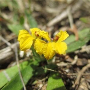 Goodenia humilis at Black Rock, VIC - 15 Dec 2016