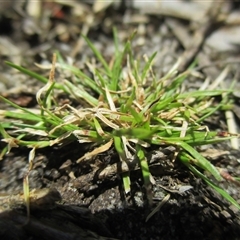 Schoenus maschalinus (Leafy Bog-rush) at Black Rock, VIC - 15 Dec 2016 by Jase