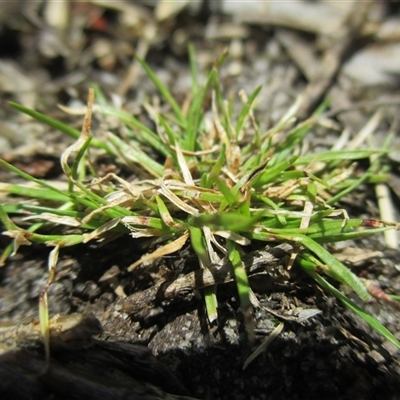 Schoenus maschalinus (leafy bog-rush) at Black Rock, VIC - 15 Dec 2016 by JasonPStewartNMsnc2016