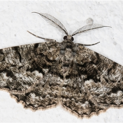 Unplaced externaria (Mahogany Bark Moth) at Melba, ACT - 25 Sep 2024 by kasiaaus