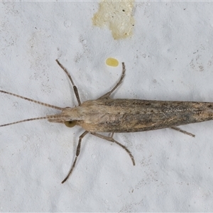 Plutella (genus) at Melba, ACT - 26 Sep 2024