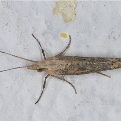 Plutella (genus) (Plutella Moths) at Melba, ACT - 26 Sep 2024 by kasiaaus