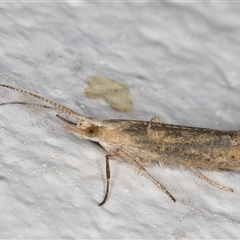 Plutella (genus) at Melba, ACT - 26 Sep 2024